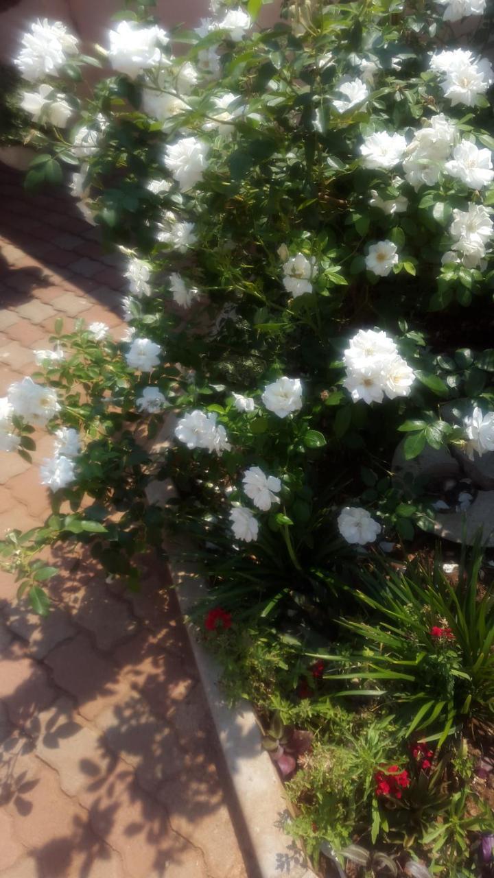 Tintech Bed & Breakfast Francistown Buitenkant foto